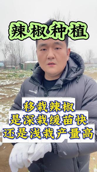 移栽辣椒是深栽好还是浅栽缓苗快#辣椒 #辣椒种植 #辣椒种植技术 #辣椒种植管理 #辣椒施肥