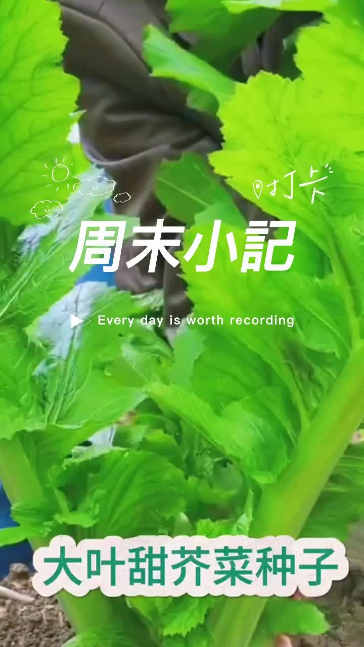 大叶甜心芥菜种子耐热耐寒四季芥菜种子阳台盆栽庭院种植蔬菜种子#大叶甜芥菜种子 #大叶芥菜 #大叶芥菜种子 #大叶甜芥菜 #芥菜种子