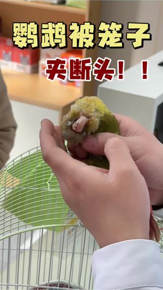 鹦鹉不小心被笼子夹住头,送来的时候头都断了#鹦鹉 #成都异宠医生 #成都异宠医院 #成都诺和动物医院 #宠物医生孙清明
