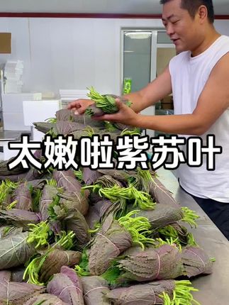这么热的天还有这么紫的苏子叶 就是量太少想吃别错过#苏子叶 #现摘现发