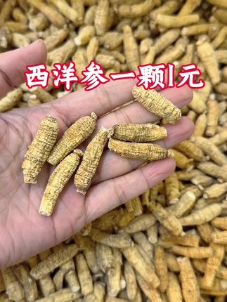 西洋参一颗1元 买28个送28个#农产品 #土特产