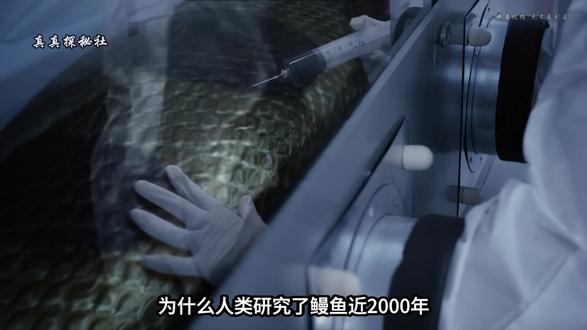 为什么到现在也没弄懂鳗鱼怎么繁殖? 为什么到现在也没弄懂鳗鱼怎么繁殖? #抖音精选 #未解之谜 #涨知识 #奇闻 #鳗鱼繁殖之谜