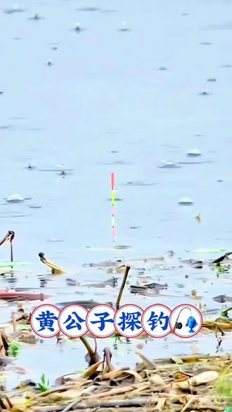 新型自动翻转钩绑好双钩线组,自带醒目短尾小立漂,高品质线组+自带立漂全套配齐,免调漂直接开钓超省心。防缠绕不脱钩,轻松应付多种鱼类鲫鱼鲤鱼稳稳拿捏,新手也能轻松爆护!#钓鱼 #立漂传统钓 #立漂#成品线组 #超便宜超划算