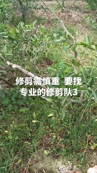 修剪需慎重 要找专业的修剪队3