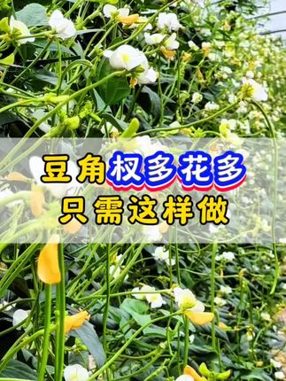 豆角杈多花多,只需这样做!#豆角种植 #豆角高产技术 #豆角种植技术 #三农种植