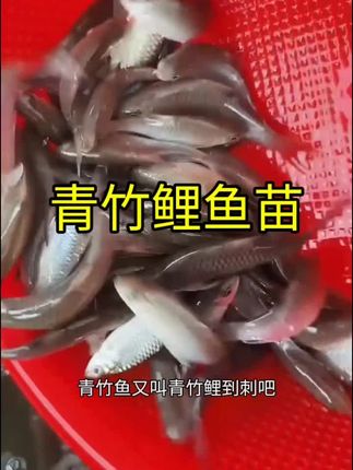 #养殖基地 #鱼塘养殖 #农村致富好项目 #农村致富带头人 青竹鲤鱼苗