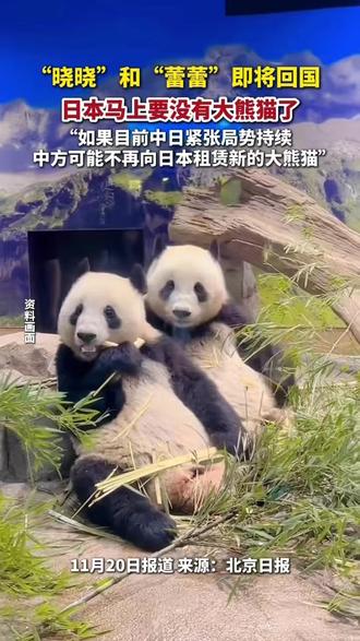 大熊猫“晓晓”和“蕾蕾”即将回国