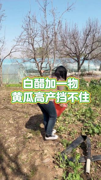 白醋加一物,黄瓜高产挡不住 #黄瓜种植 #黄瓜高产种植 #黄瓜移栽 #黄瓜种植技术管理 #种菜