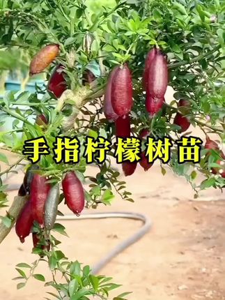 鱼子酱手指柠檬#果树苗 #三农种植