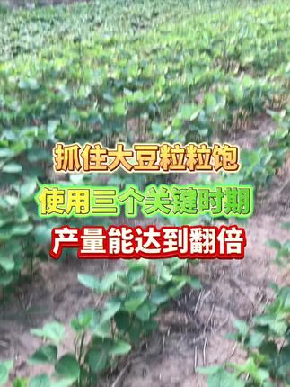 #大豆种植#大豆管理#大豆高产#助力三农#增产增收