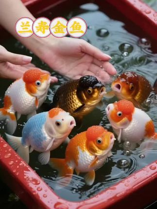 🐟兰寿金鱼|水中的“活的艺术品”正在游动! 圆滚滚的身形搭配灵动的蝶尾,兰寿金鱼宛如水中绽放的牡丹,每一次摆尾都似古典舞般优雅。红白交织的绚丽体色,在光影下流转成诗,无需刻意布景,一缸清水便能自成绝美画卷。饲养它,不仅是养鱼更是养一份治愈与诗意,看它悠然嬉戏,所有疲惫都瞬间消散~ #兰寿金鱼 #观赏鱼推荐 #治愈系宠物 #水中精灵 #养鱼日记