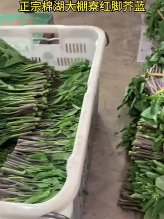 棉湖大棚寮红脚芥蓝#红脚芥蓝