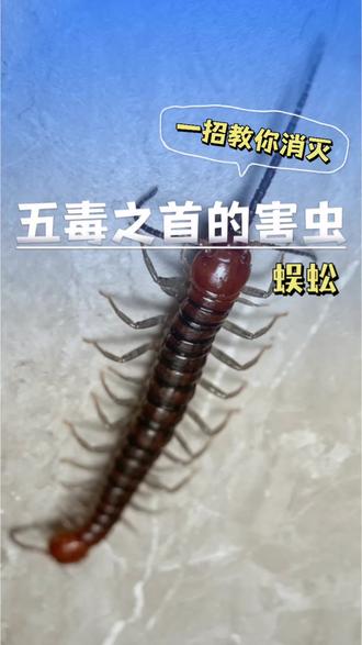 一到梅雨季、回南天,卫生间地漏、柜子背后总莫名窜出长腿爬虫?看着吓人跑得飞快,这可不是普通潮虫,就是暗藏隐患的蜈蚣!天生喜阴爱潮湿,专躲地砖缝隙、床底死角、楼道背光处栖息,昼伏夜出繁殖极快。发现蜈蚣时千万别徒手去抓、用拖鞋硬拍硬踩!蜈蚣自带毒牙有毒腺,被咬皮肤瞬间红肿刺痛、发痒发烫。想要全屋清干净、杜绝蜈蚣反复窜,就用这款蜈蚣杀虫剂!对准墙角缝隙、卫生间地漏、柜体边角一喷,就能快速击倒成虫,居家室内都能安心使用。#蜈蚣#蜈蚣怎么消灭 #百足虫#家里出现蜈蚣#蜈蚣杀虫剂
