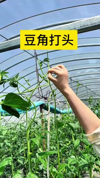 一掐一控,豆角挂满架,从上到下都是荚!#豆角打尖 #农业种植技术 #三农 #高产