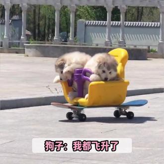 狗子:不好触发底层代码了 #娱乐名场面 #治愈系日常 #人间趣味日常 #抖音二创激励计划 #喜爱度激励计划