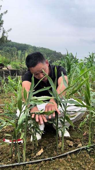 生姜出苗以后出到30%到40%就可以打齐又壮,齐又壮它能预防干尖黄叶扎小便,卷叶叶枯还有虫害,包里面七个药,一包打一桶水#生姜种植#生姜种植基地#生姜种植技术#生姜种#太溪邦