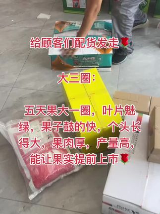 大三圈:鼓果特别快,果实长的个头大,不空心,不裂果,鼓果效果绝绝子🌹