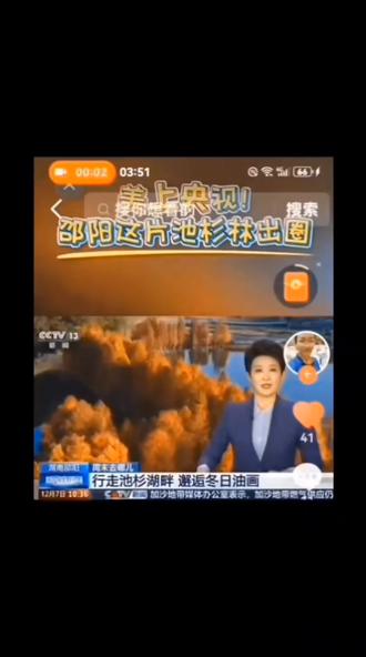 火上央视的长阳铺水杉林✨