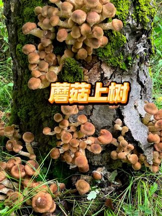 #大自然的馈赠 #采蘑菇 #大山里的味道