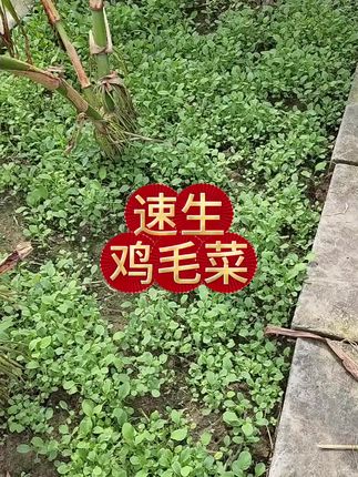 #上热门 近日气温要下降点了,有空地花盆泡沫箱的姐妹,你可以再播种点鸡毛菜了#我的小菜园#鸡毛菜#四季速生鸡毛菜种子