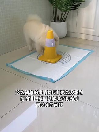 果然是越简单的方法越是好用,家里狗狗乱滋尿的可以试试#养狗经验分享 #萌宠推荐官 #狗乱尿