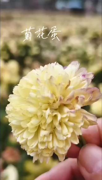 菊花煎蛋🍳
味道杠杠滴……