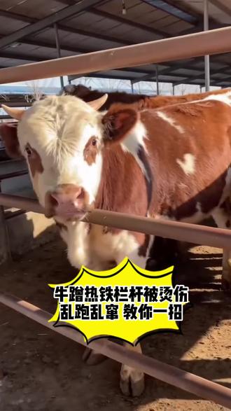 牛打架爬跨 一招解决 #上热门#三农#农村创业养殖#牛打架爬跨#牛魔安
