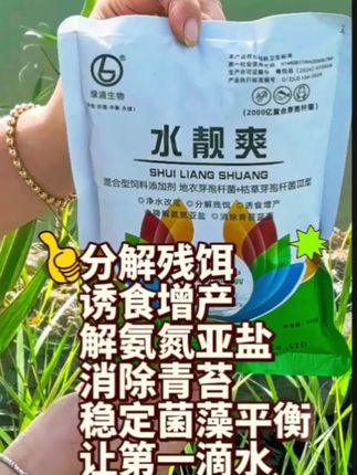 @水产养殖网红虾姐 ,调水必备产品——水靓爽#养虾人#南美白对虾养殖#小棚养虾#工厂化养虾#土塘养虾