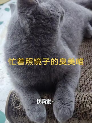 喜欢照镜子的小喵#猫窝推荐 #猫窝