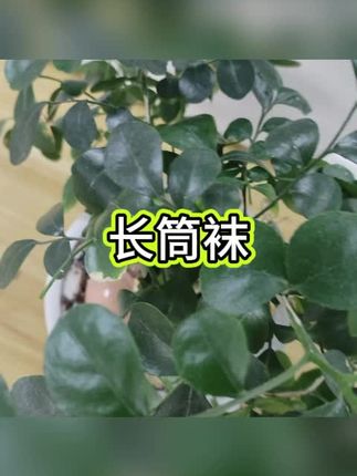 #长筒袜#袜子#棉袜
