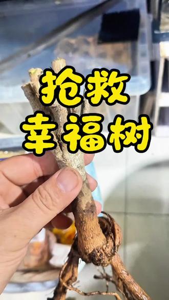 抢救幸福树 陶瓷盆不透气~慎用!非要用的话,做沥水层,控水,保持通风透气!
#黑桃的动植物 #绿植 #绿植花卉 #幸福树