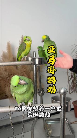 鹦鹉界歌王亚马逊鹦鹉 #鹦鹉 #萌宠出道计划