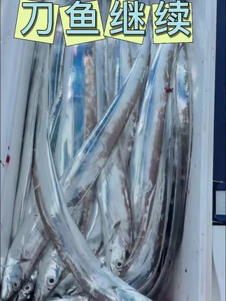 #钓鱼人 #钓鱼人 #钓鱼人就是这么疯狂  夜钓刀鱼超好用的夜光天亚