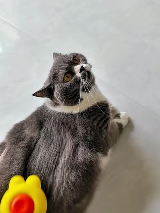今天给2只猫梳了一大堆猫毛,这下不会到处都是猫毛了#猫 #梳毛神器 #宠物猫日常