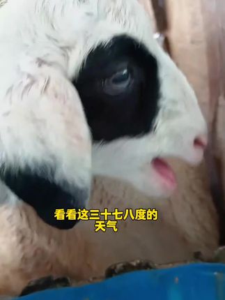 #牛羊养殖 #养羊技术 #养羊人 #合畜 合畜膘王胃动力