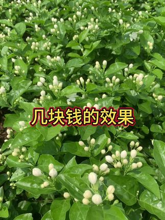 茉莉花喷了开花粉加花芽分化还有多効唑的效果,几块钱的效果,花不缩又好摘#三农流量扶持计划 #感谢官方让我的作品上热门 #抖音助力三农上热门 #抖音三农扶持计划 #三农流量扶持上热门