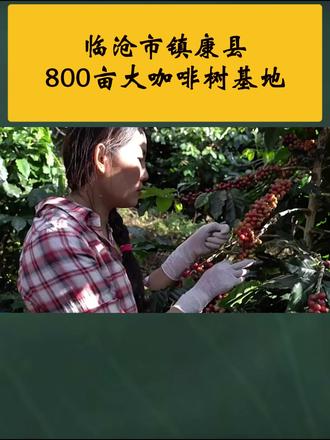 赵老板种有13年大咖啡树基地,有约18万棵,位置在临沧市镇康县南伞镇,面积有800亩,海拔在905~1305米区间,合约还剩14年,老板要求,每年350元/亩,含咖啡树整体流转。#云南 #临沧 #镇康 #咖啡种植 #农业种植