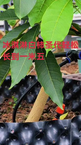 冰激凌白柿圣代,这样施肥轻松长到1米5高。#记录我的种植生活 #冰淇淋白柿圣代#冰淇淋白柿