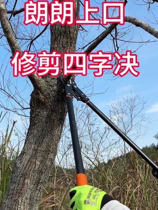 朗朗上口的四字修剪口诀#修枝剪 #园林工具
