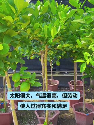 又是劳动的一天,每一盆柠檬都是用心用情付出而得欢迎新朋友选购。晚上10点后直播选货,不见不散。#广东四季香水柠檬 #柠檬树下你和我