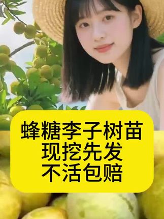 蜂糖李子树苗不活包赔#李子树苗