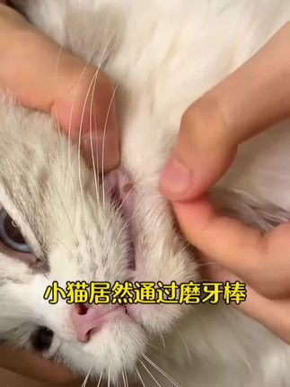 小猫咪不磨牙会牙结石堆积导致牙齿脱落#618抖音好物节
