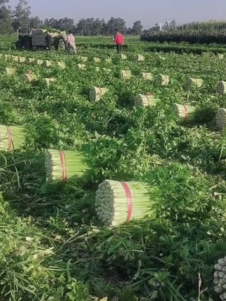 【顺丰冷链】云南新鲜小香芹芹菜现摘现发炒肉炒菜好吃#新࿆鲜࿆采࿆摘 #健康蔬菜  #纯天然绿色蔬菜 #绿色蔬菜 #无公害蔬菜