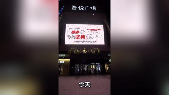 谢谢papi妈妈的坚持#papi妈妈 #西高地 #宠物