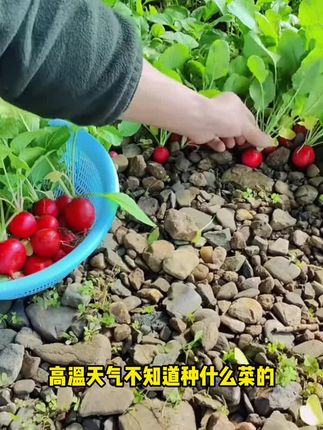 花盆别空着,种的樱桃萝卜,好看又好吃。#我家的小菜园 #花盆种菜 1