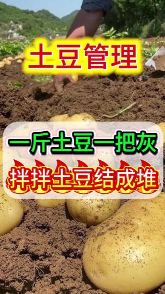 一斤土豆一把灰,拌拌土豆结成堆#土豆#土豆种植#农业种植 #三农