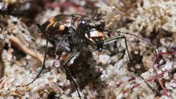 虎甲虫为啥是昆虫界速度猎手?答案太离谱 为什么虎甲虫被称为昆虫界的顶级速度猎手?
答案来了:它的奔跑速度换算下来,堪比人类每小时跑几百公里,快到连自己的眼睛都跟不上画面,捕猎全靠预判!
#被虎甲虫的速度震撼了 #你见过虎甲虫吗 #亲子手工 #自然治愈 #萌娃日常