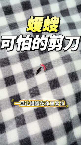 传说中的剪刀虫? 蠼螋是害虫还是益虫?蠼螋益虫与害虫之分,取决于出现在什么地方,蠼螋在农业农作物当中可以捕获较小的虫子为食,可以当作益虫处理,一旦家里床上发现蠼螋,那说明家里的虫害已经扩散到四周了,蠼螋主要是潮湿阴暗的地方才发现的虫子,通常身上携带细菌微生物能够导致人皮肤过敏症状,一旦让蠼螋在家里繁殖,给家里带来的是毁灭性的打击,推荐蠼螋杀虫剂,针对家里出现的蠼螋进行解决,药剂无色无味放心使用#蠼螋 #蠼螋防治 #蠼螋用什么杀虫剂 #蠼螋克星 #蠼螋的危害