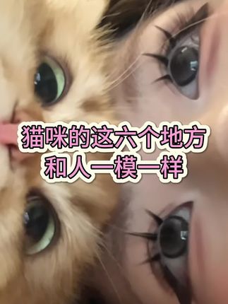 猫咪这六个地方和人一摸一样,你知道是什么吗?#萌宠 #养猫人 #养猫经验分享 #新手养猫 #猫咪的迷惑行为
