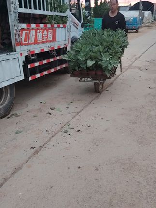 无花果自己种!南北通吃阳台也能结果! 今天又是一个忙碌的一天!感谢大家的支持与信任!明天继续努力!#贵州究竟有多少好吃的城市#如果在十八我没能送你花#恋爱要从一束花和正式告白开始#挑战用美食召唤周杰伦#一年一度的荷花爷爷返场啦